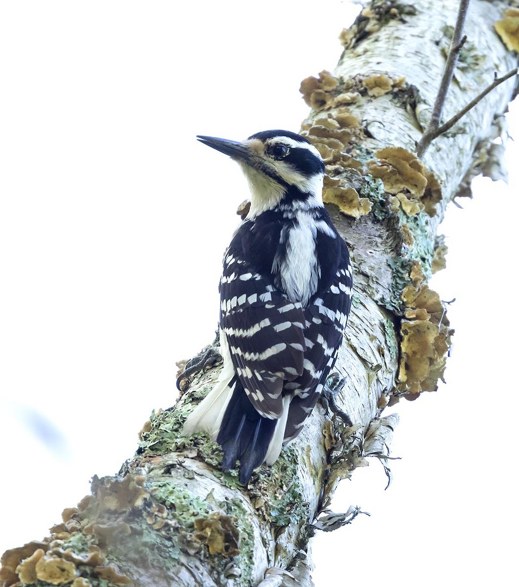 Hairy Woodpecker - ML573004771