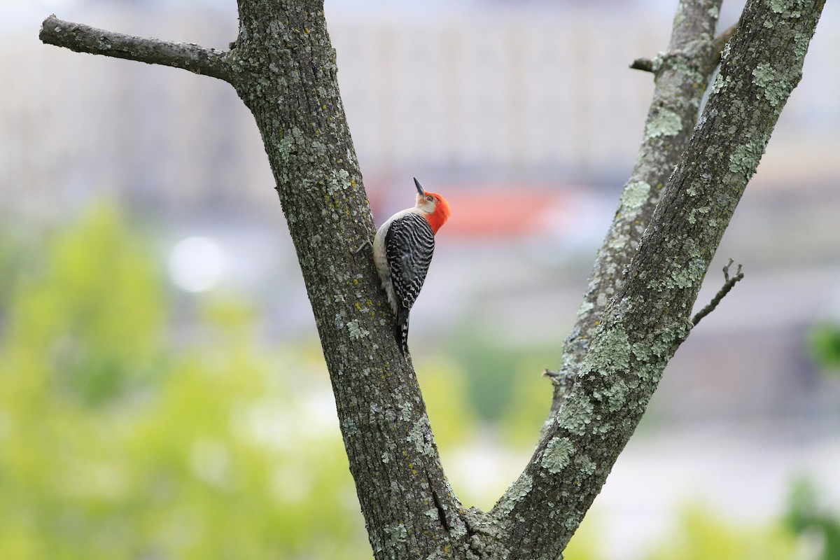 Red-bellied Woodpecker - Anupam Khanna