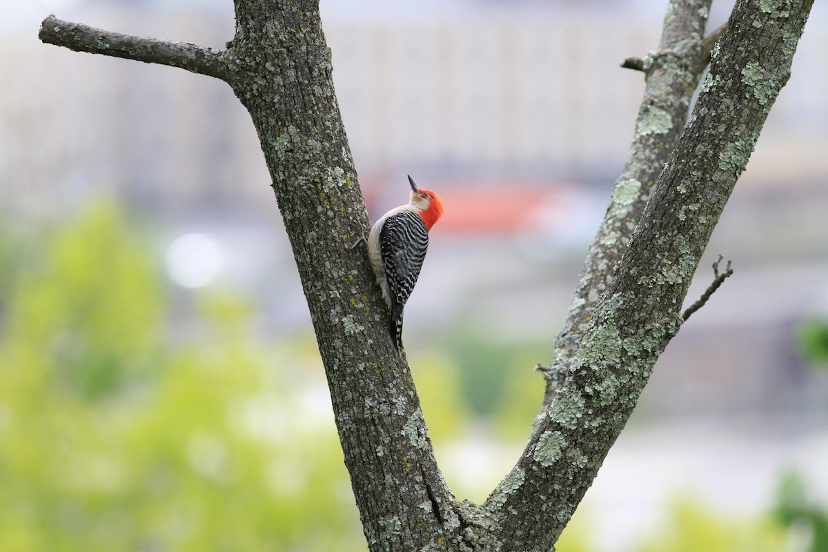 Red-bellied Woodpecker - ML57300481