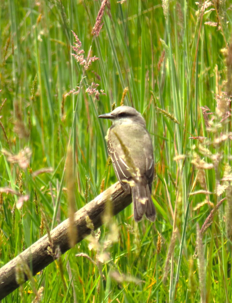 Tropical Kingbird - ML573005201
