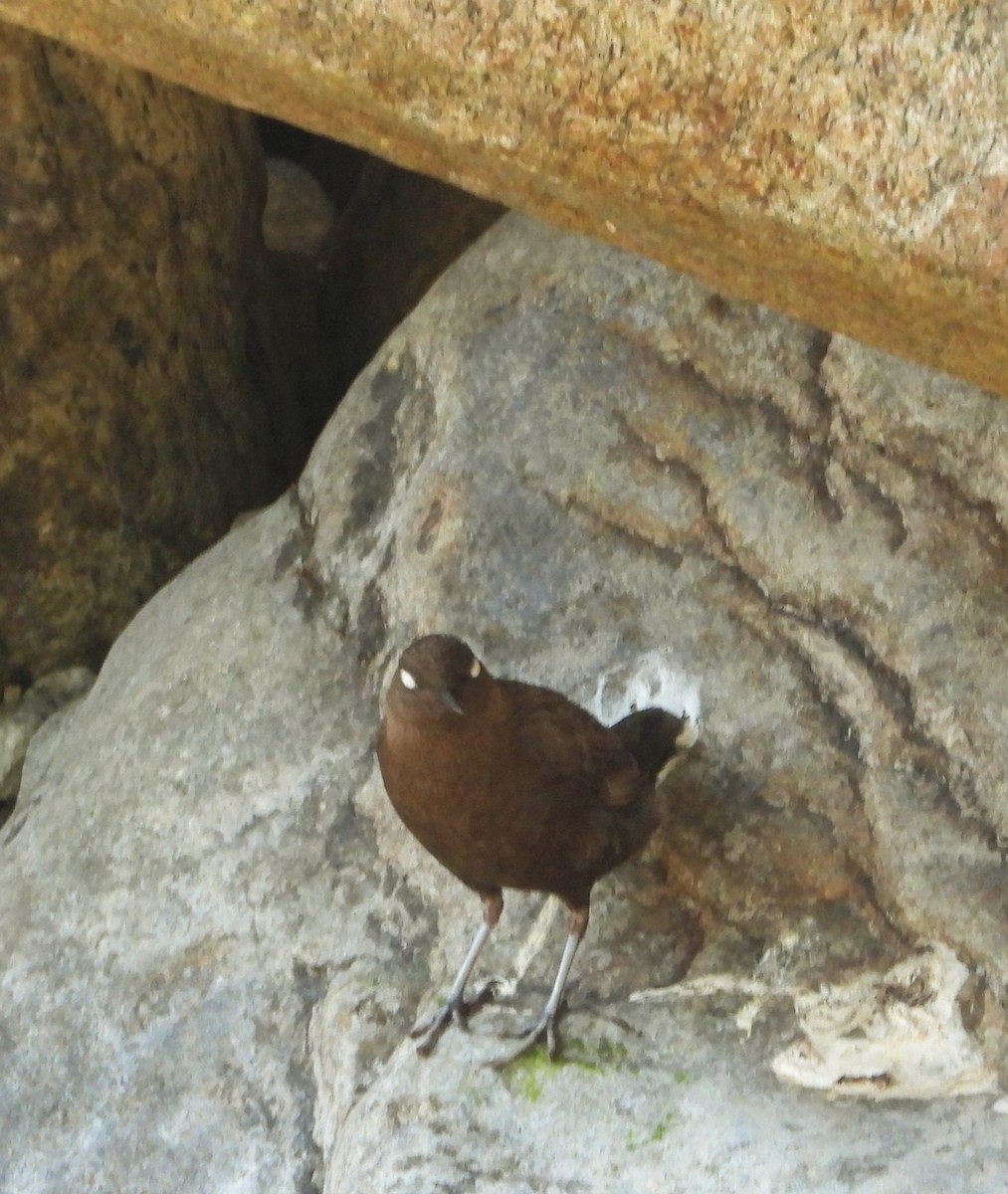 Brown Dipper - ML573005241