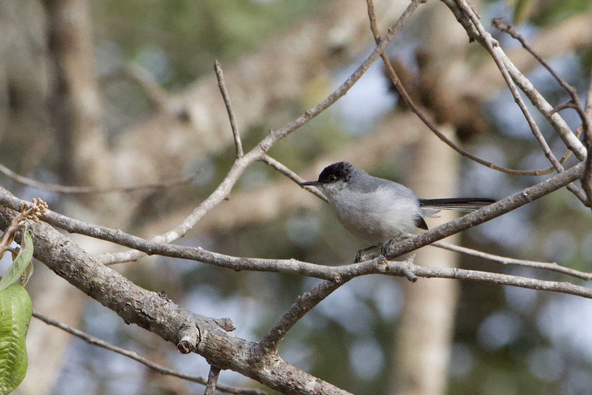 Black-capped Gnatcatcher - ML573006031
