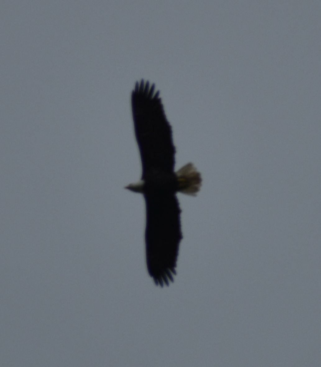 Bald Eagle - ML573006551