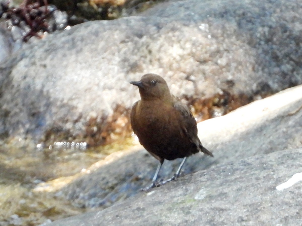 Brown Dipper - ML573006591