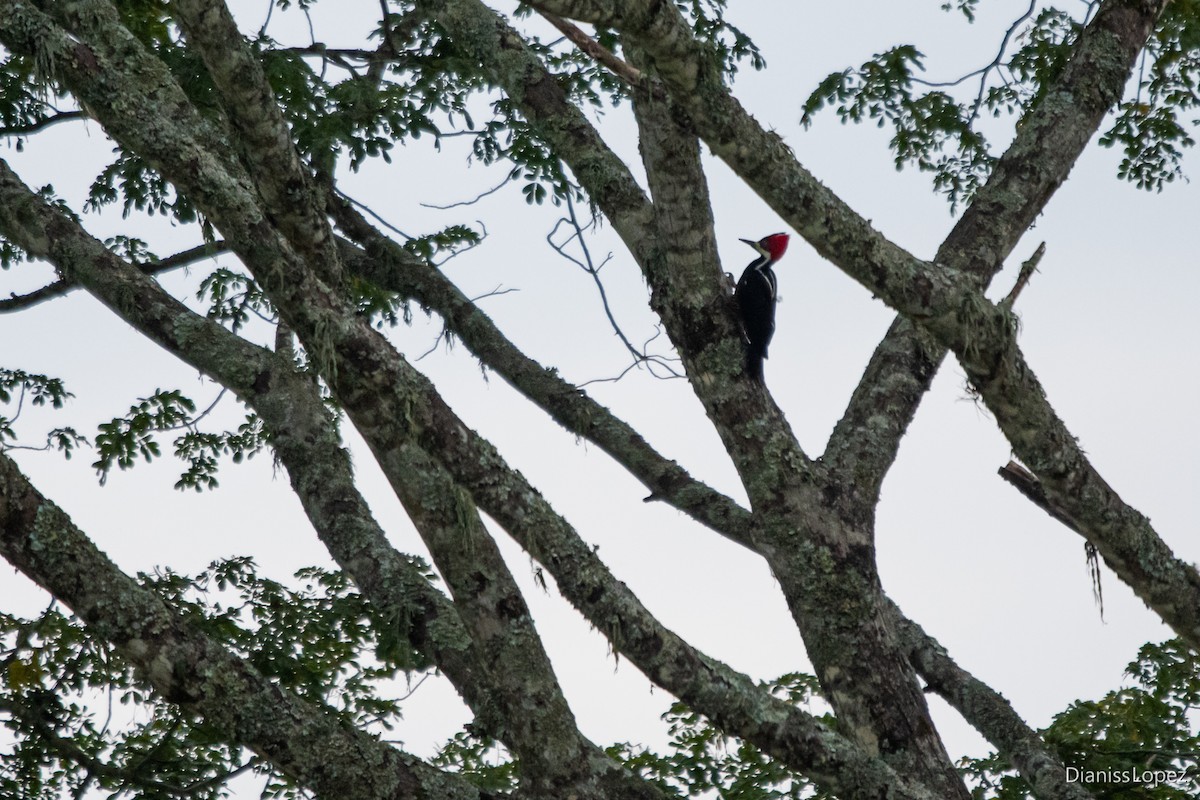 Crimson-crested Woodpecker - ML573006611