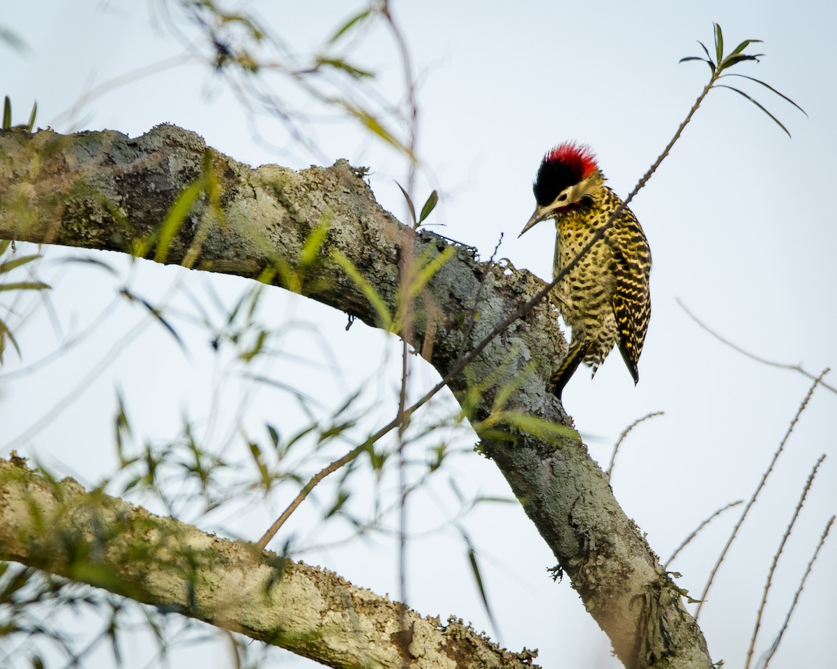 Green-barred Woodpecker - ML573007531