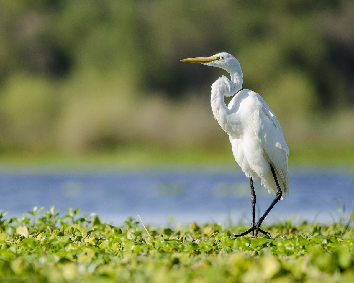 Great Egret - ML573007901