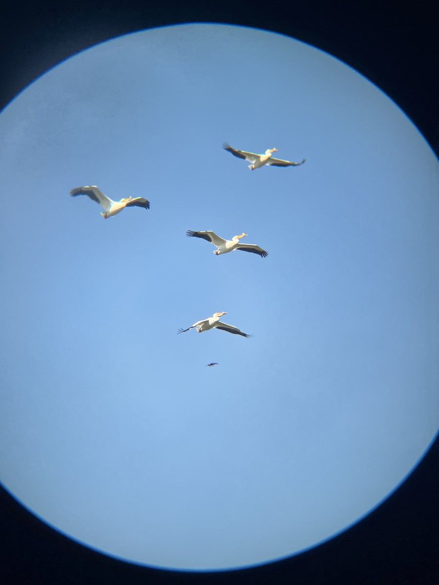 American White Pelican - ML573007921