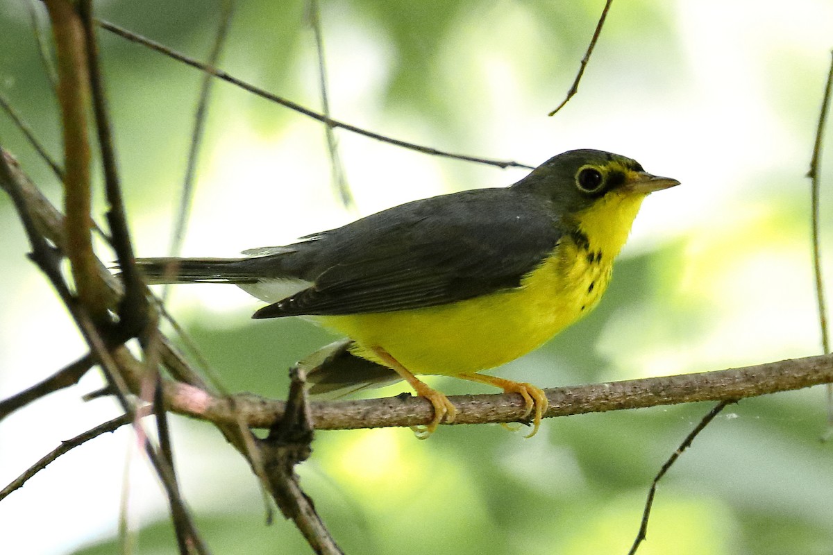 Canada Warbler - John Manger