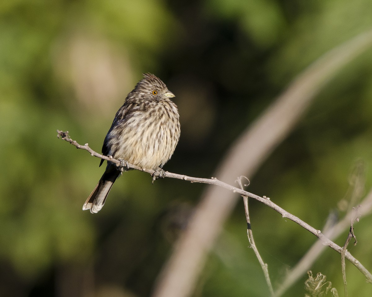 Rara du Paraguay - ML573008201