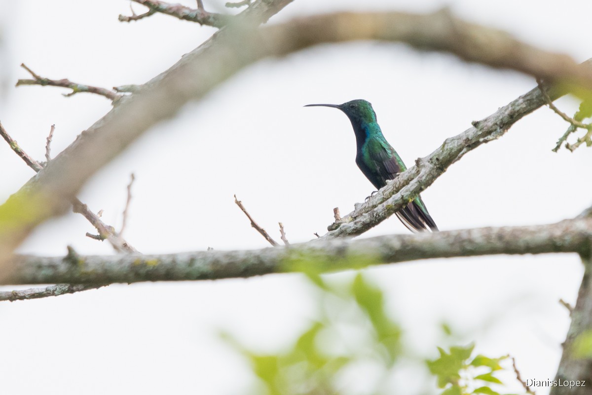 Black-throated Mango - ML573009771