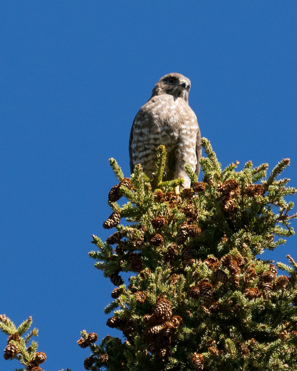 Broad-winged Hawk - ML573010431