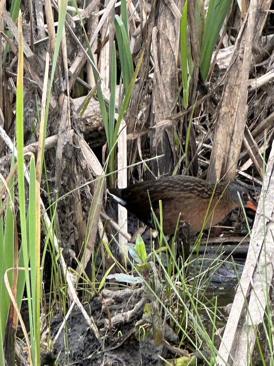 Virginia Rail - ML573010501