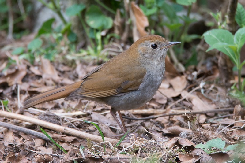 Russet Nightingale-Thrush - Juan Miguel Artigas Azas