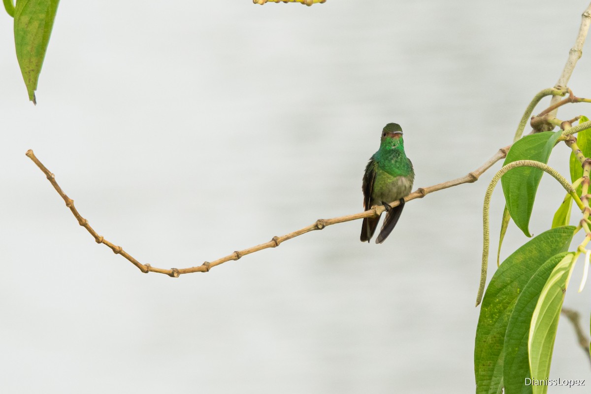 Rufous-tailed Hummingbird - ML573010981