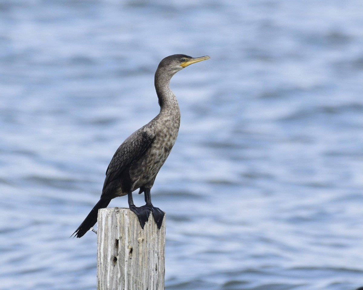 Neotropic Cormorant - ML573014231