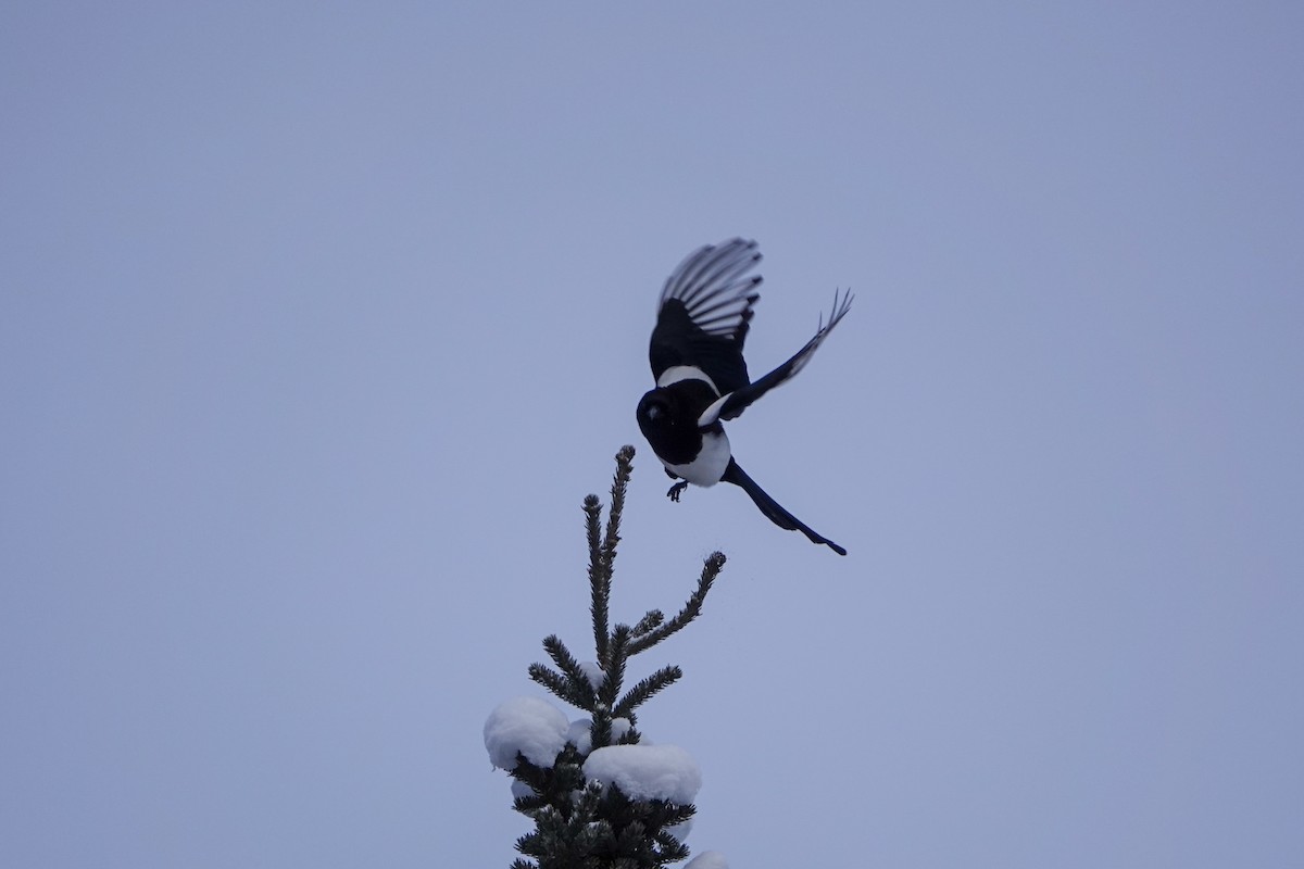 Black-billed Magpie - ML573015121