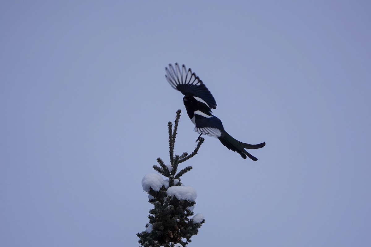 Black-billed Magpie - ML573015131