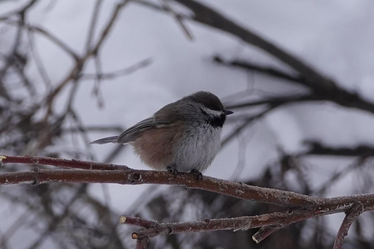 Boreal Chickadee - ML573015441