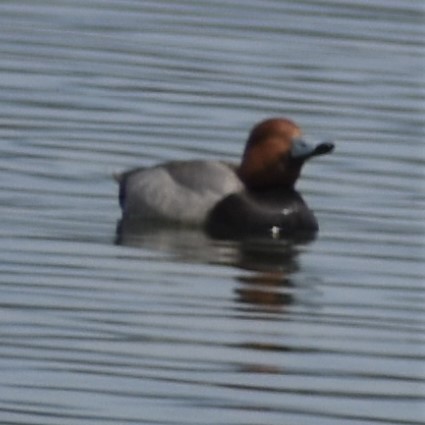 Redhead - ML573015621