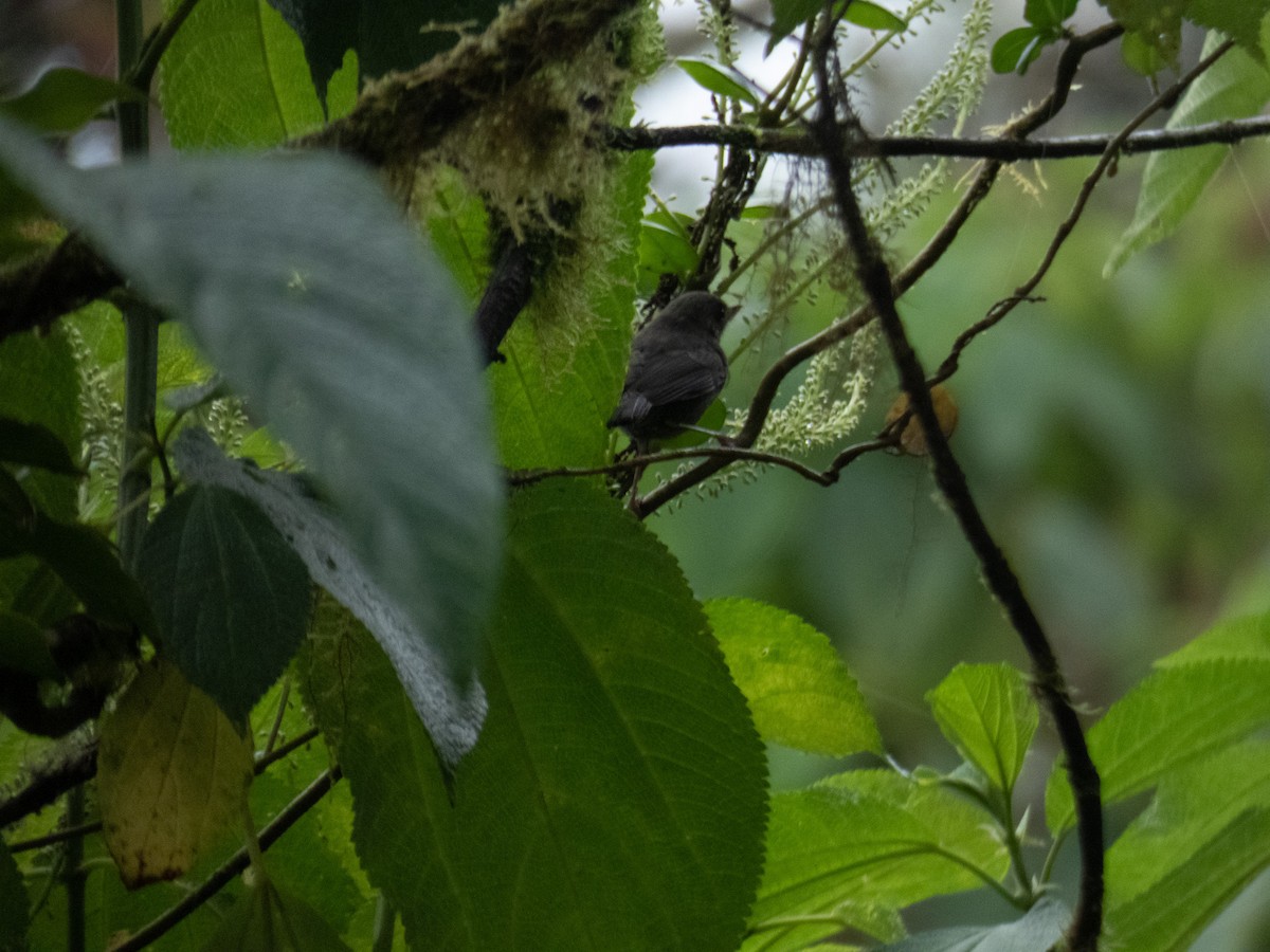 flowerpiercer sp. - ML573015681