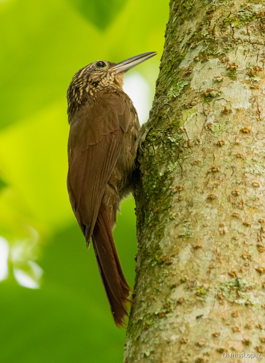 Cocoa Woodcreeper - Diana López G