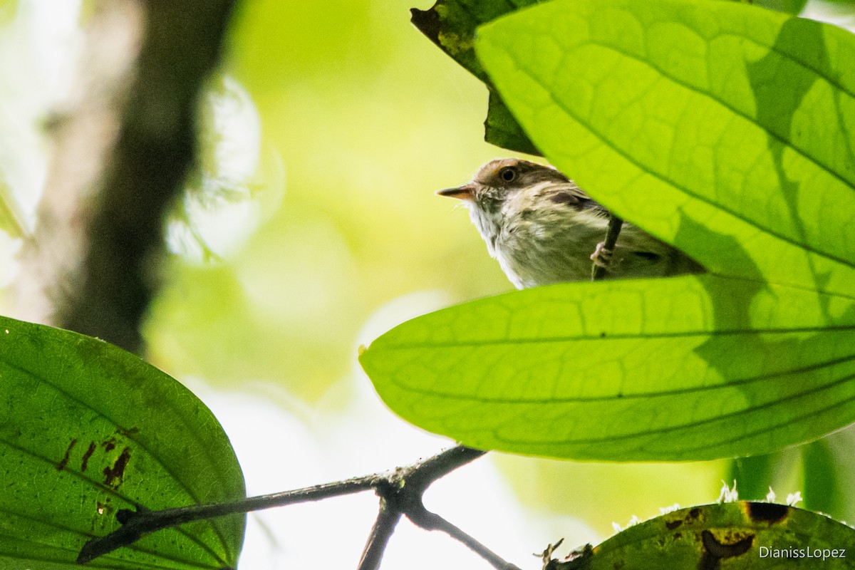 Scale-crested Pygmy-Tyrant - ML573017931