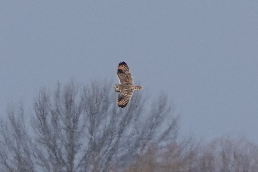 Short-eared Owl - Meredith Lusk