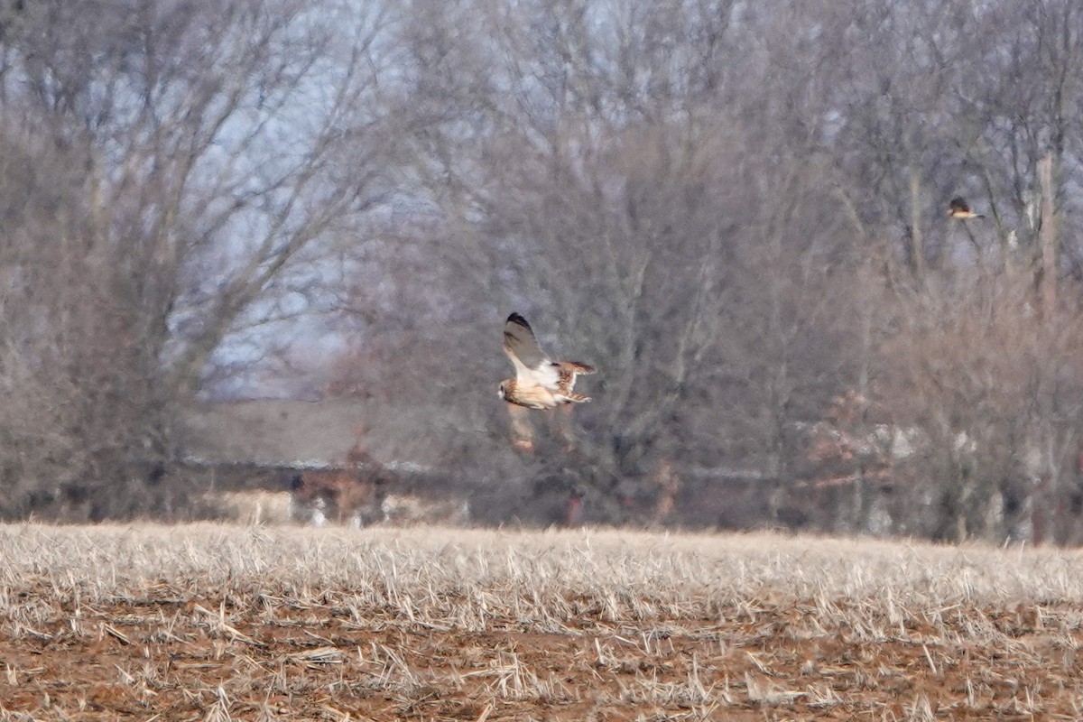 Short-eared Owl - Meredith Lusk