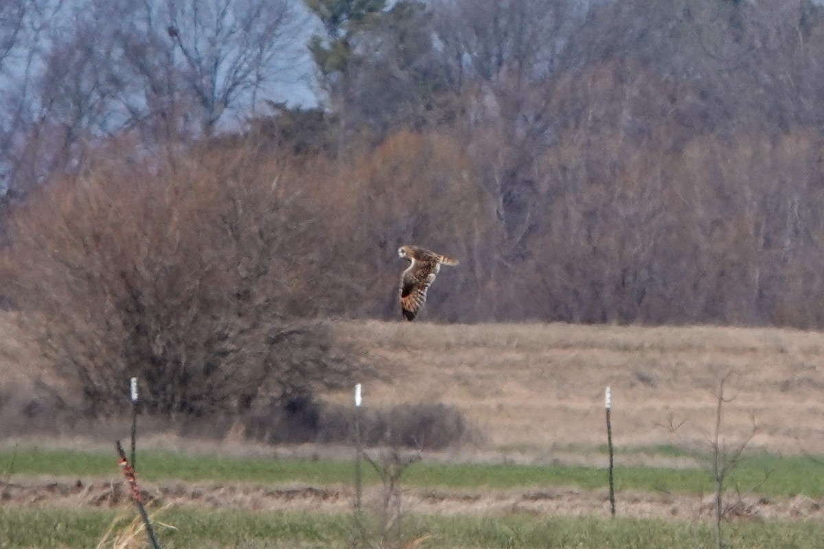 Short-eared Owl - Meredith Lusk