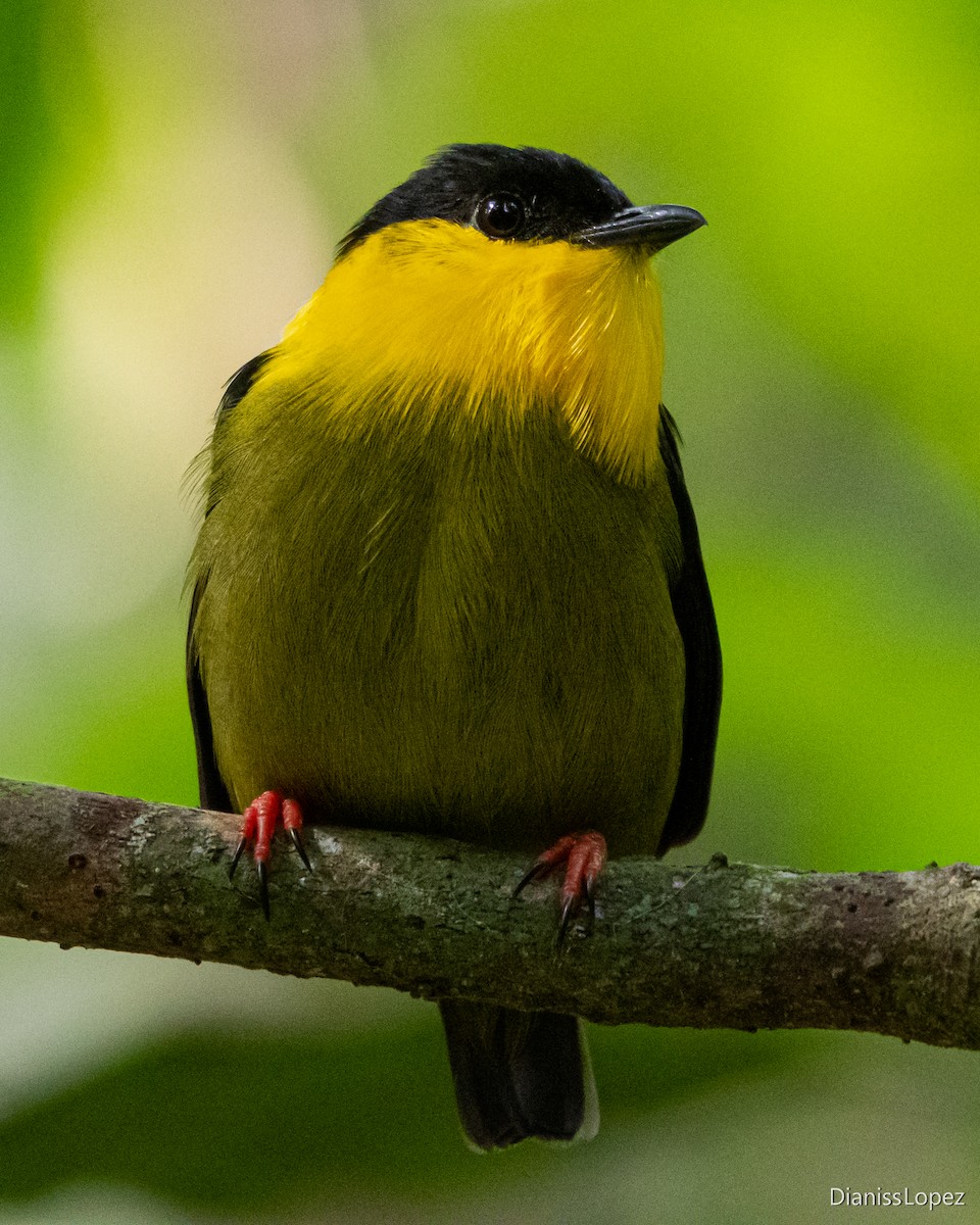 Golden-collared Manakin - Diana López G