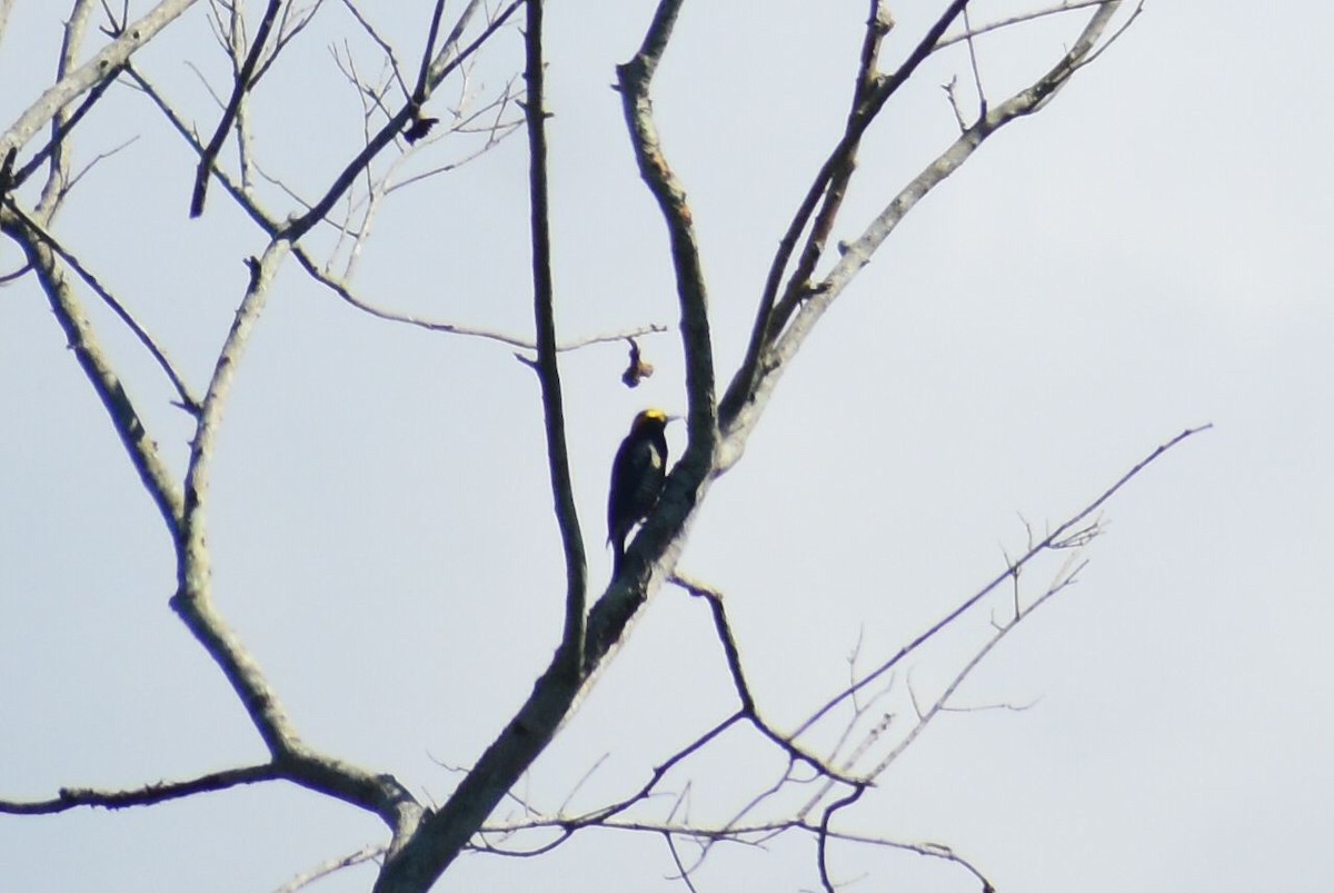 Yellow-tufted Woodpecker - ML573018241