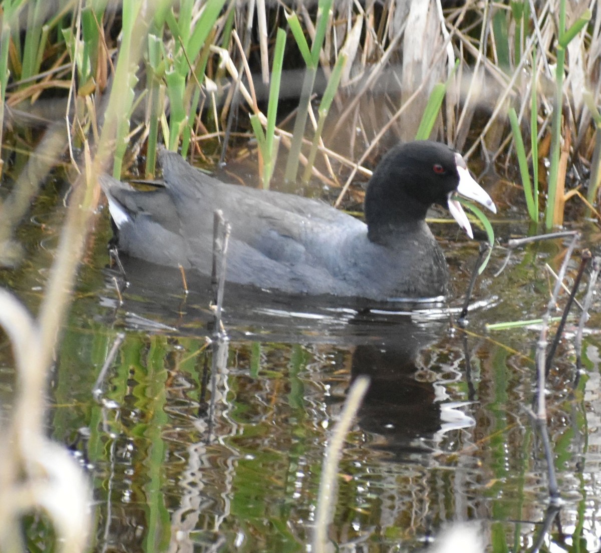 American Coot - Sally Anderson