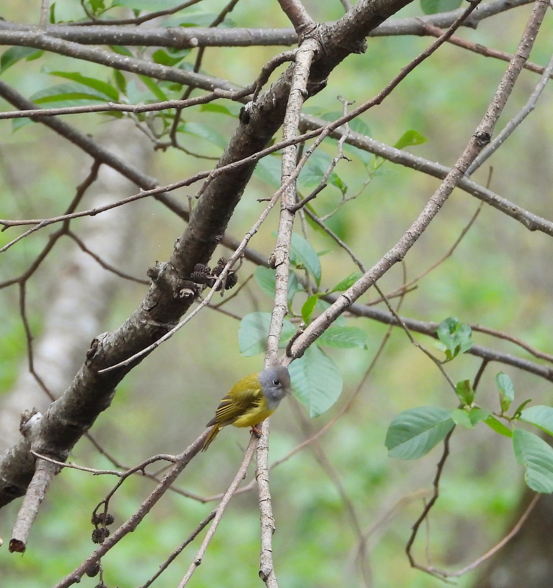 Gray-headed Canary-Flycatcher - ML573021821