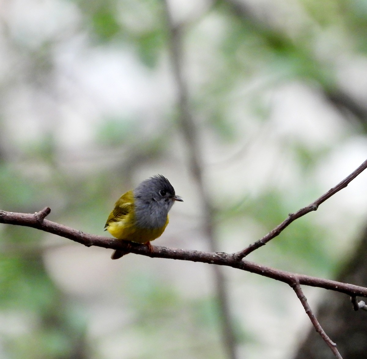 Gray-headed Canary-Flycatcher - Kalpesh Gaitonde