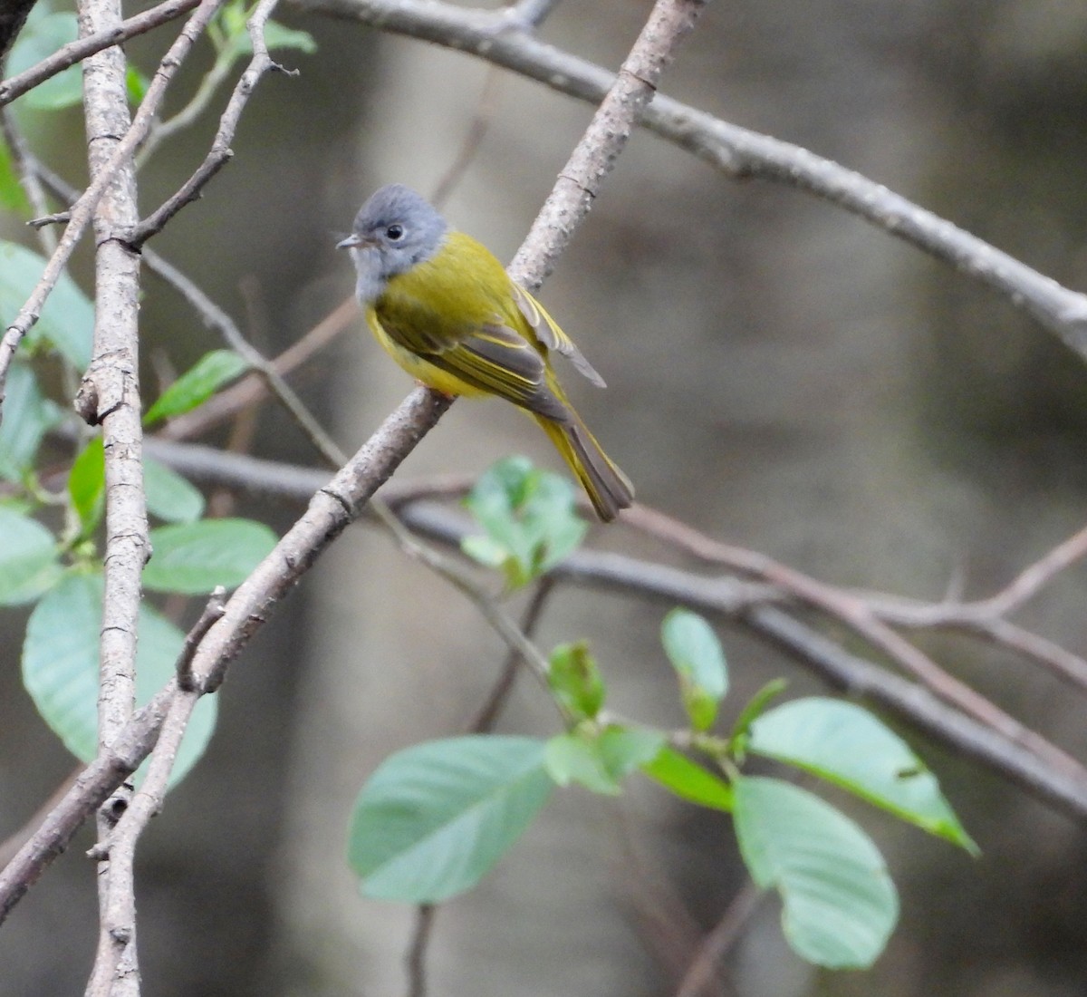 Gray-headed Canary-Flycatcher - Kalpesh Gaitonde
