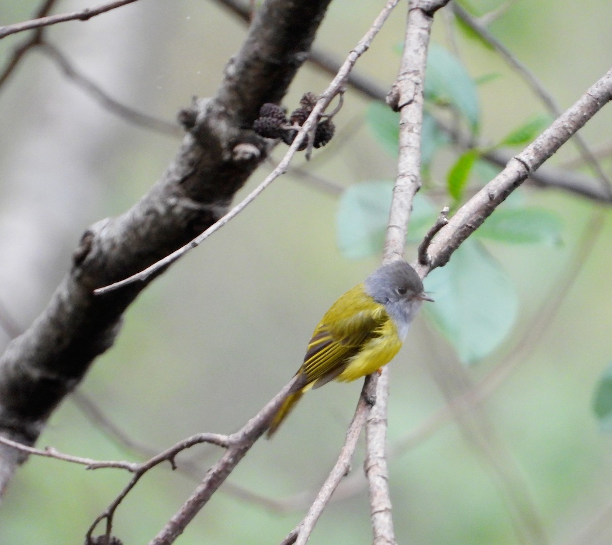 Gray-headed Canary-Flycatcher - Kalpesh Gaitonde