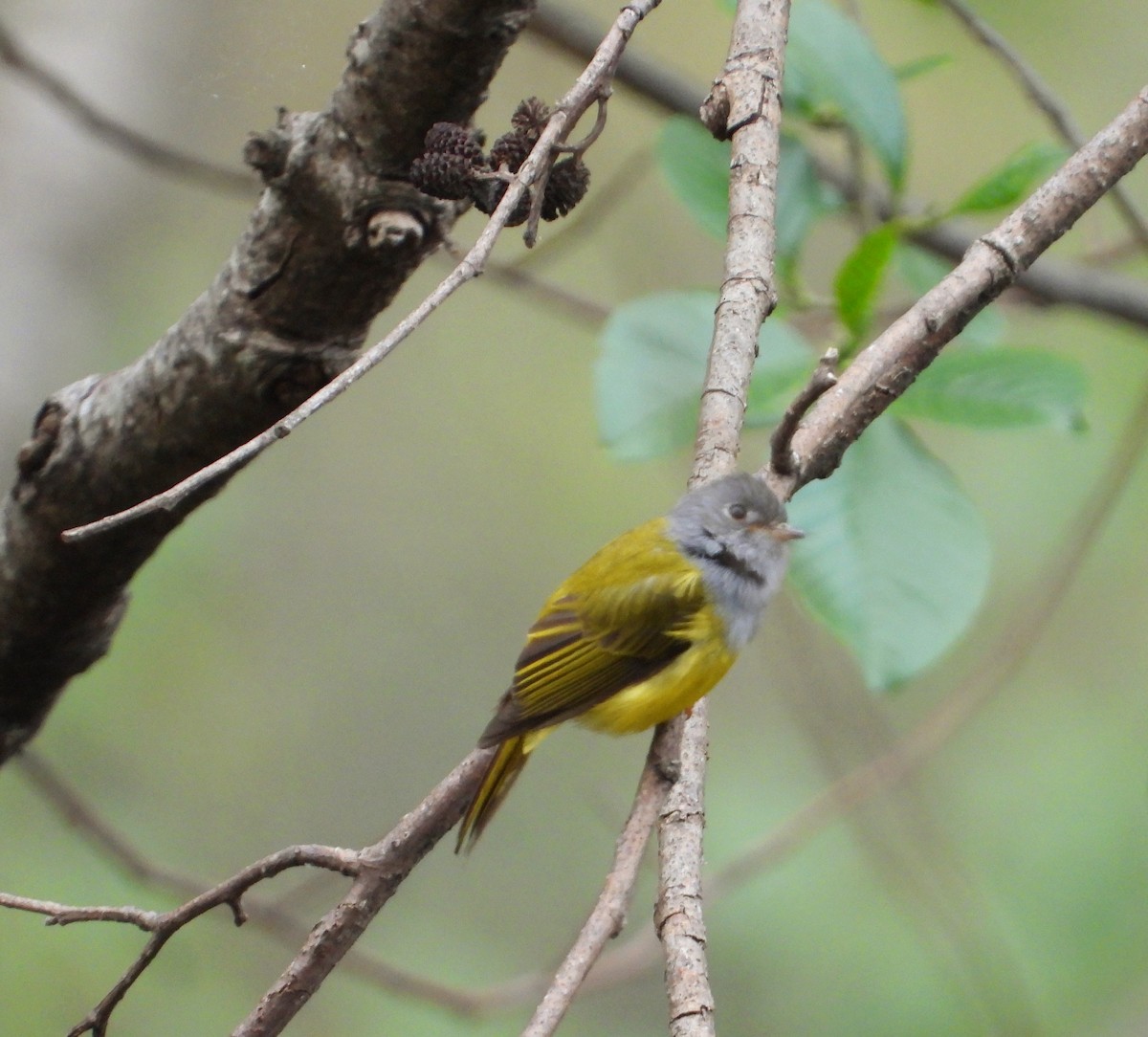 Gray-headed Canary-Flycatcher - ML573021891