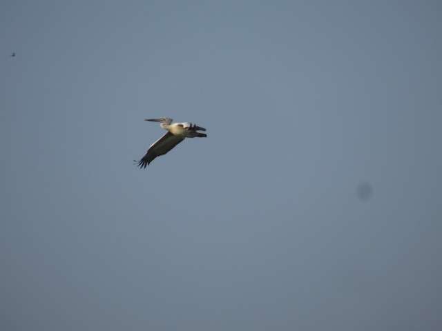 Spot-billed Pelican - ML573022161
