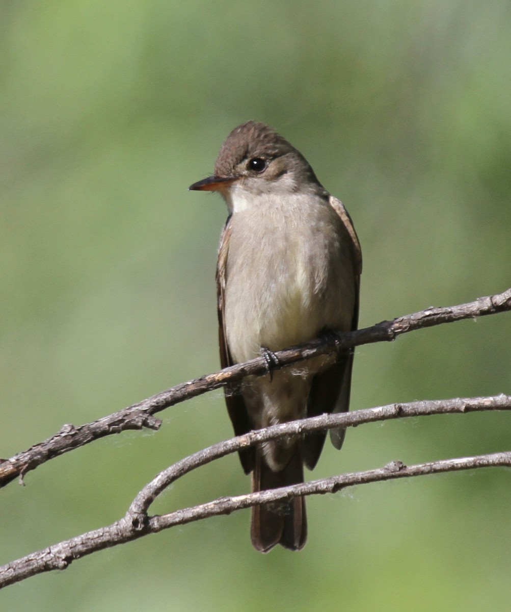 Western Wood-Pewee - ML57302221