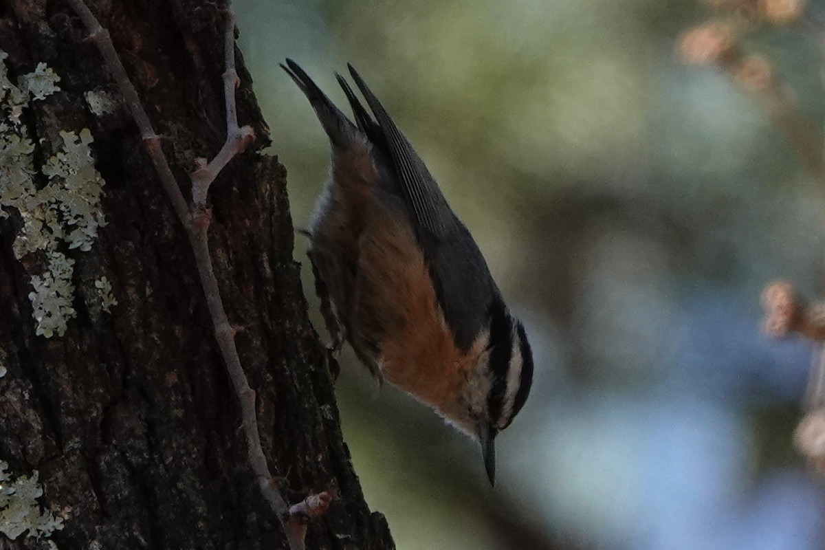 Red-breasted Nuthatch - ML573022341
