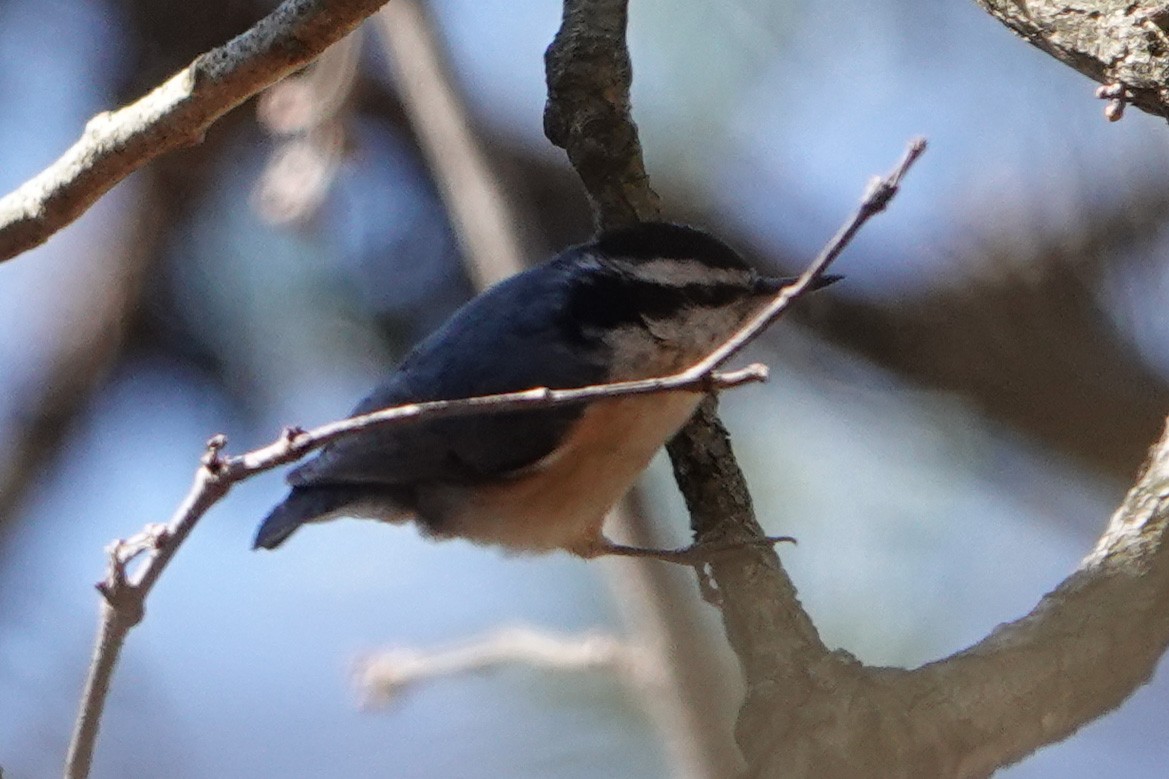 Red-breasted Nuthatch - ML573022351