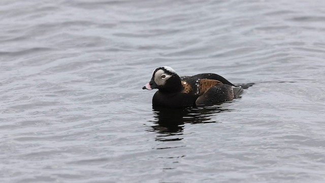 Long-tailed Duck - ML573022461