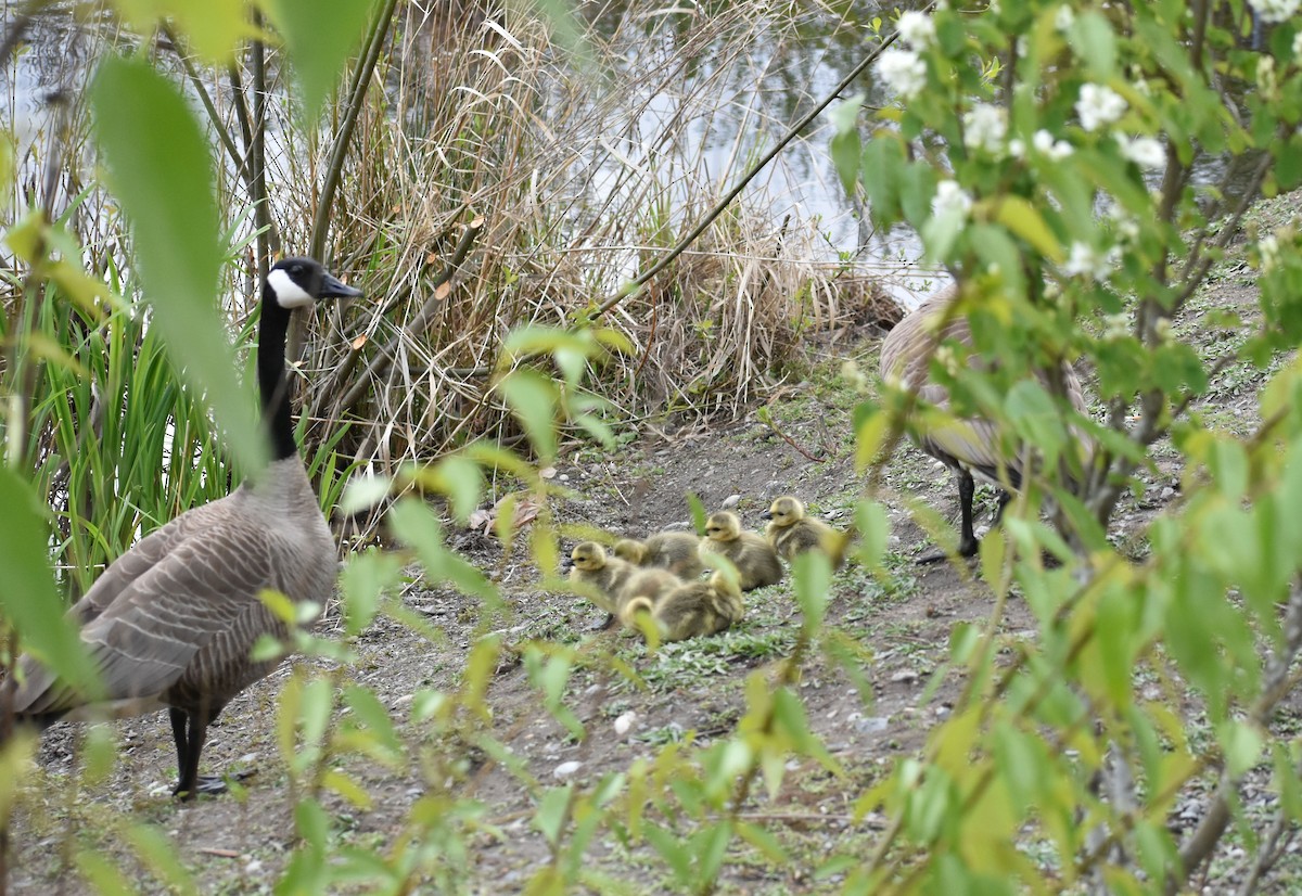 Canada Goose - Sally Anderson