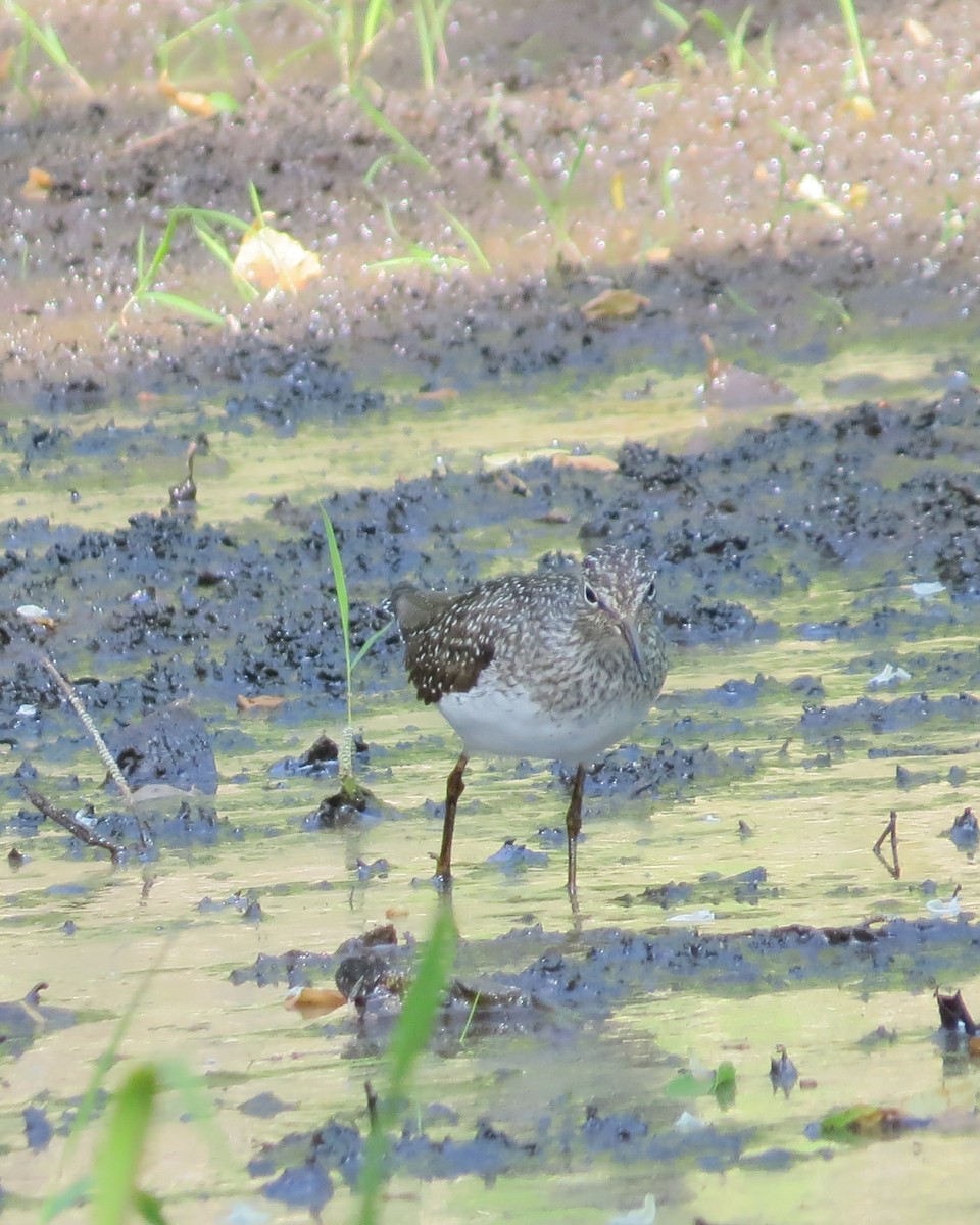 Solitary Sandpiper - ML573024981