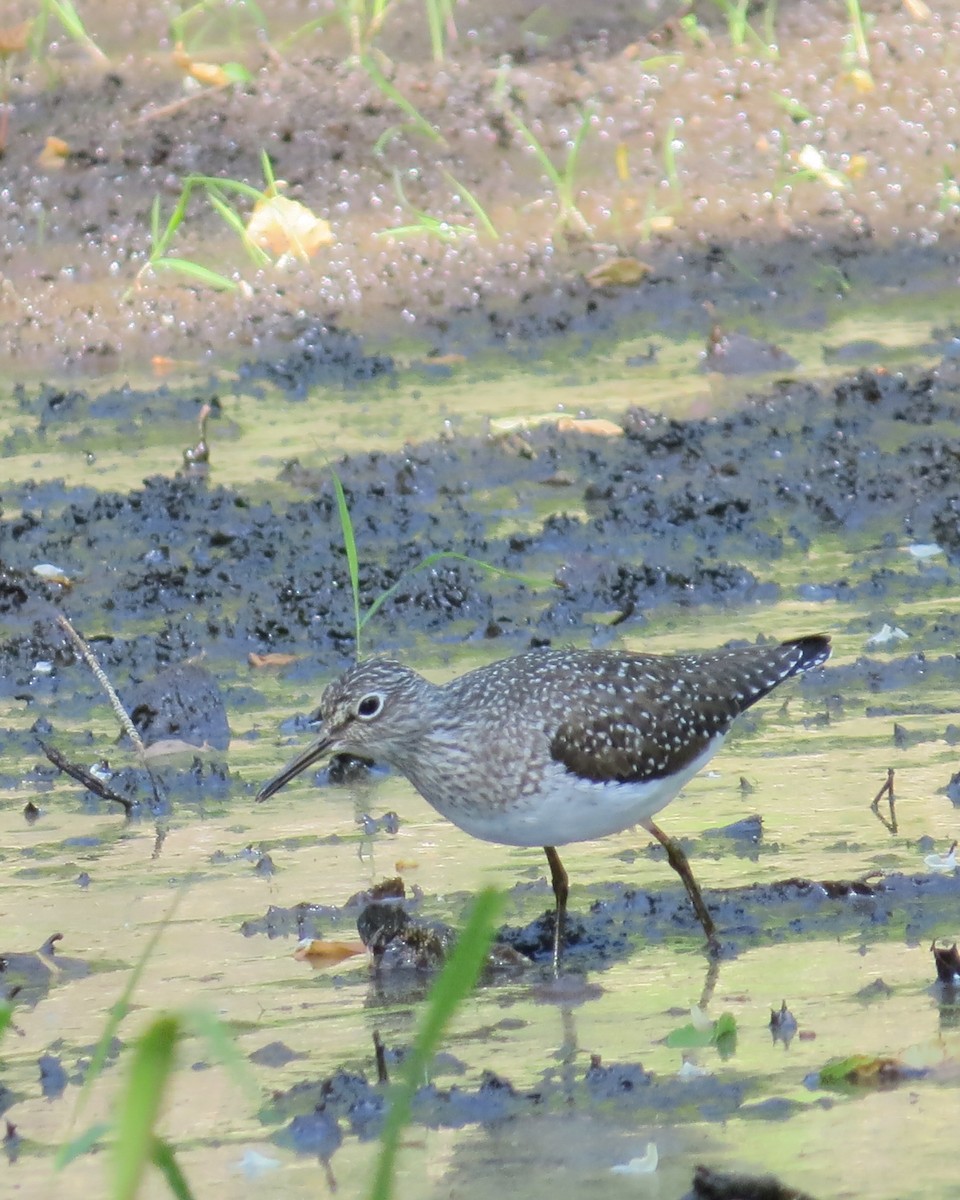 Solitary Sandpiper - ML573024991