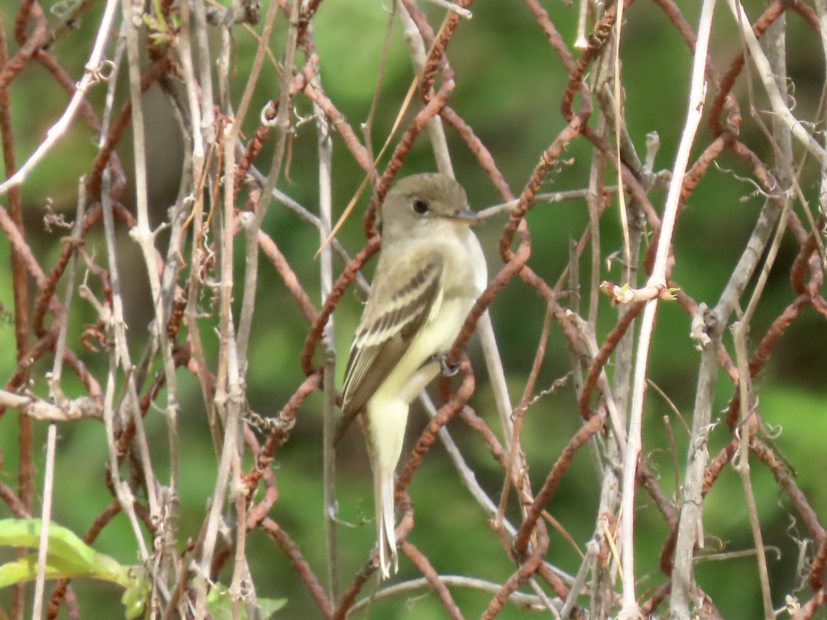 Alder/Willow Flycatcher (Traill's Flycatcher) - ML573025201