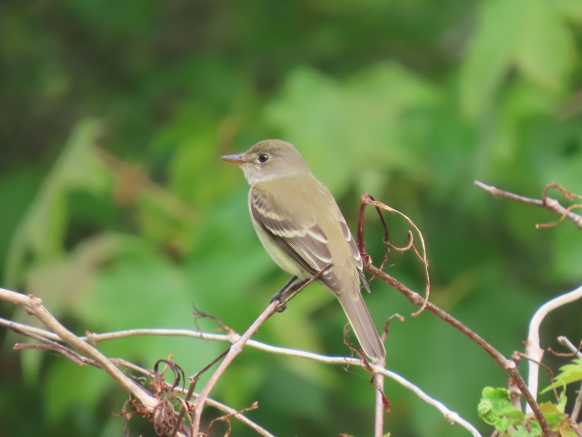 Alder/Willow Flycatcher (Traill's Flycatcher) - ML573025211