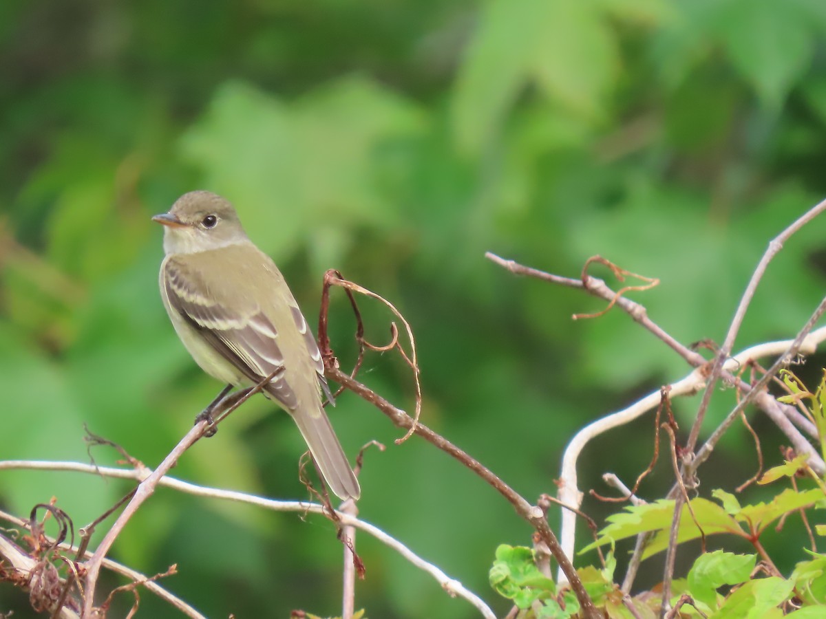 Alder/Willow Flycatcher (Traill's Flycatcher) - ML573025231