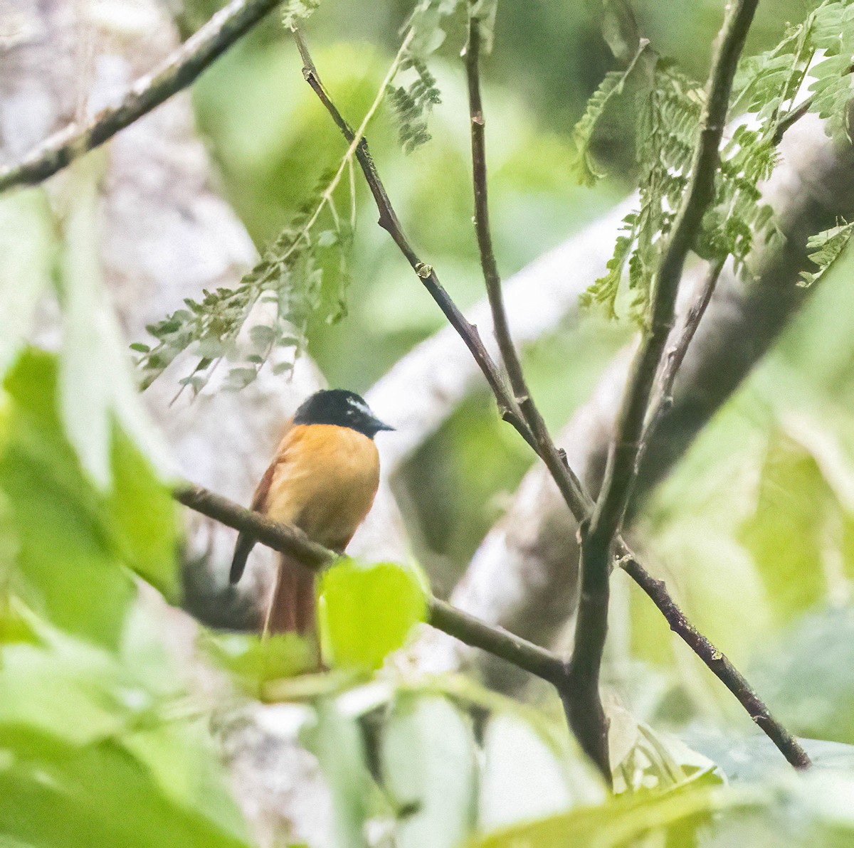 Black-and-cinnamon Fantail - Per Smith